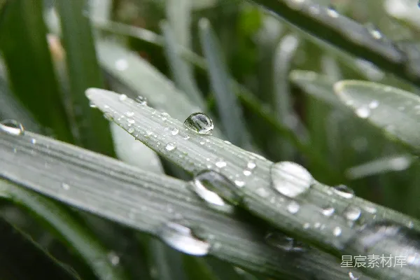 高清摄影 雨后草地上的露珠