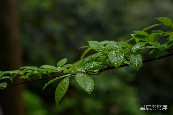 高清摄影 雨后清新自然的树叶