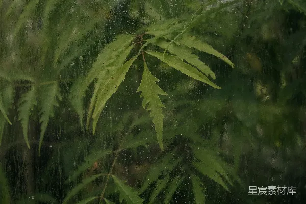 高清摄影 雨中绿叶