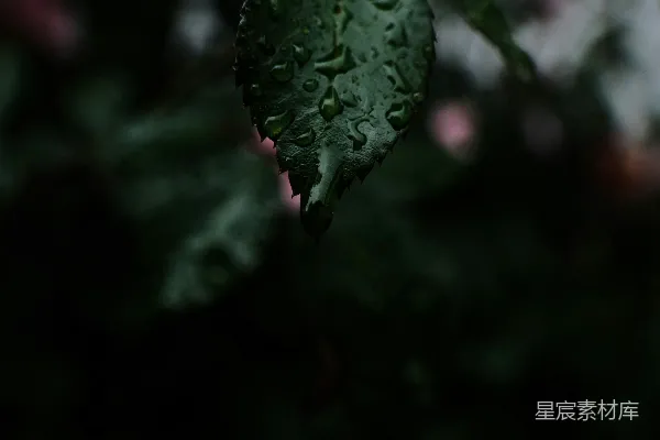高清摄影 雨后绿叶