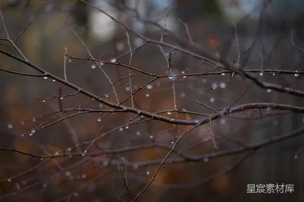 高清摄影 冬日雨后树枝上的水珠