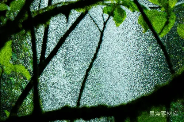 高清摄影 雨中的树影
