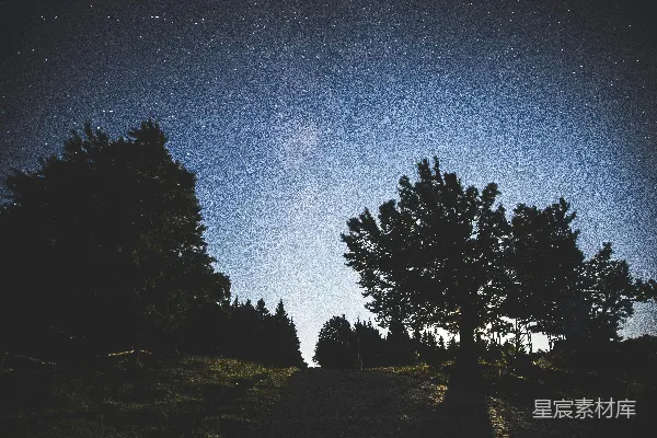 高清摄影 夜空下的树影