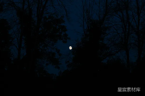 高清摄影 夜幕下的森林与明月