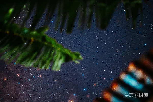 高清摄影 夜空中闪烁的叶子