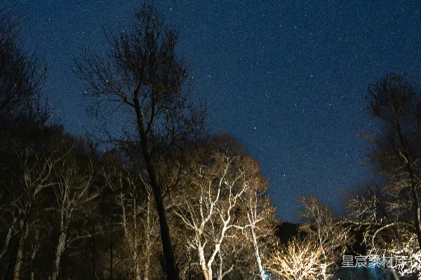 高清摄影 冬夜的树梢与星空