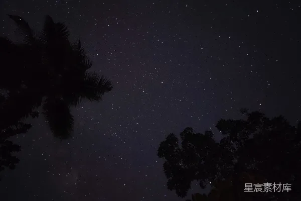 高清摄影 星夜下的椰林