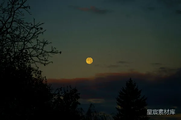 高清摄影 月落树梢的宁静夜景