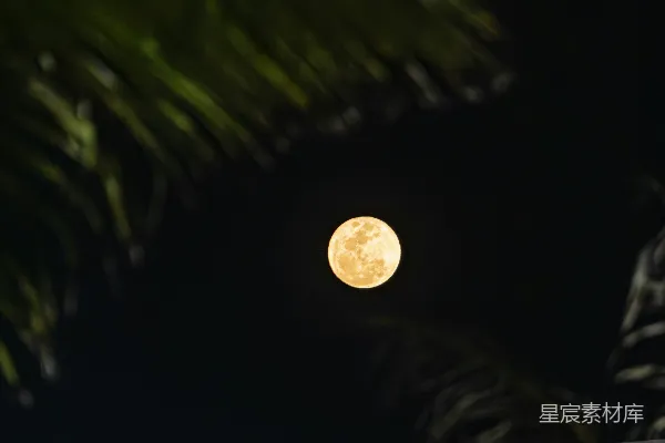 高清摄影 月夜下的棕榈树