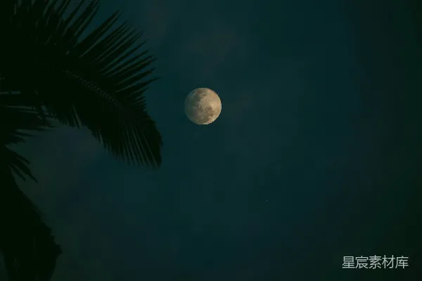 高清摄影 夜空下的椰子树与满月