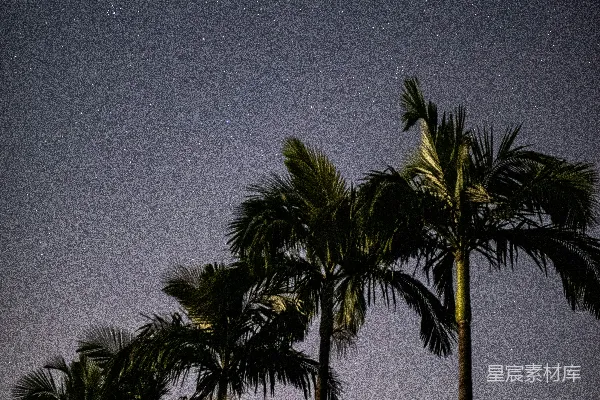 高清摄影 夜幕下的椰子树