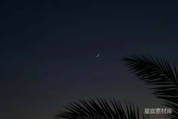 高清摄影 夜幕下的新月与棕榈树