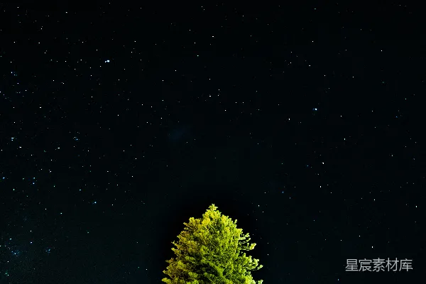 高清摄影 夜空下的树梢