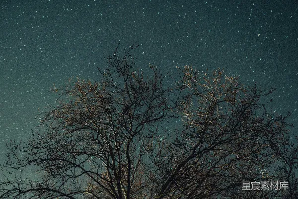 高清摄影 冬夜星空下的枯树