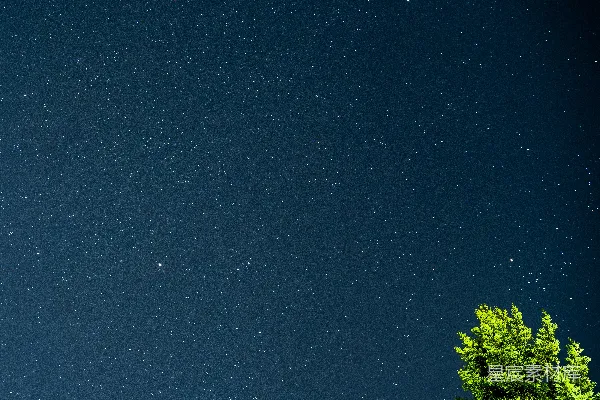 高清摄影 夜空下的树影