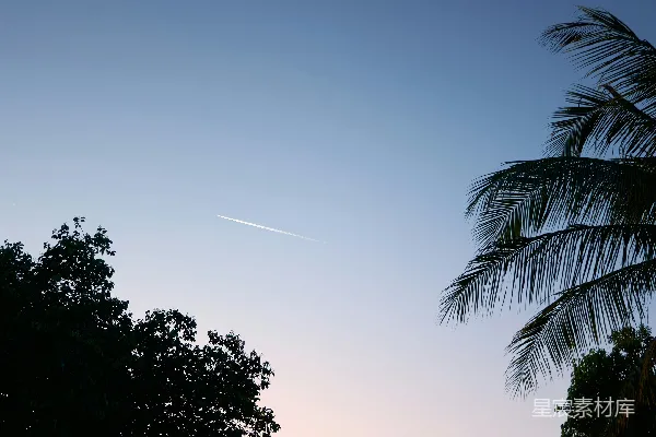 高清摄影 日落时分的空中飞鸟与椰树剪影
