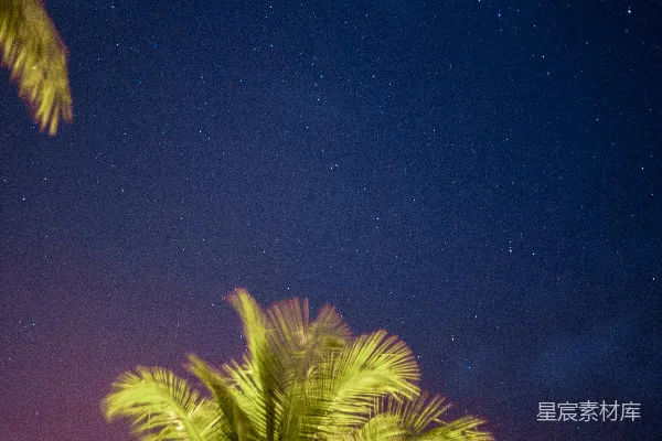 高清摄影 椰子树下的星空