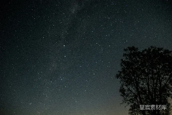 高清摄影 夜空下的树影