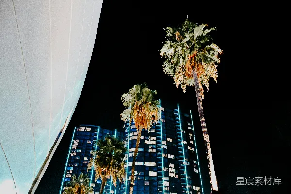 高清摄影 夜晚棕榈树下的城市剪影