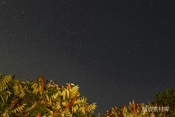 高清摄影 夜空下的树梢