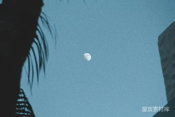 高清摄影 月夜下的棕榈树