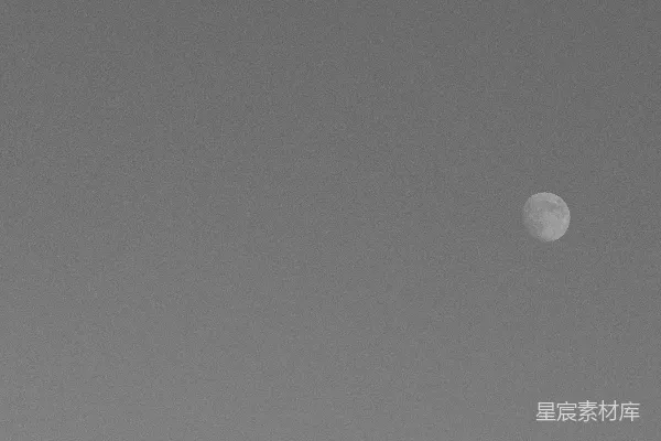 高清摄影 月夜下的树影