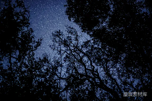 高清摄影 夜空中繁星点点的森林