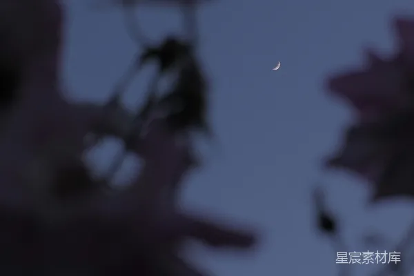 高清摄影 朦胧月夜下的玫瑰