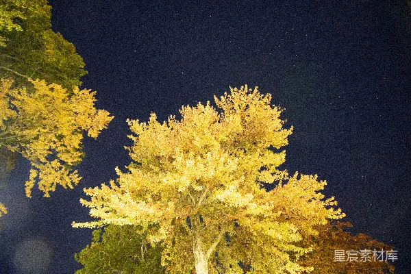 高清摄影 夜幕下的秋色