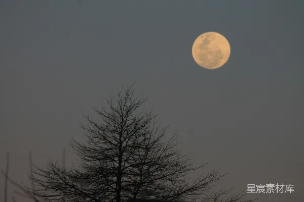 高清摄影 静谧的月夜与枯树