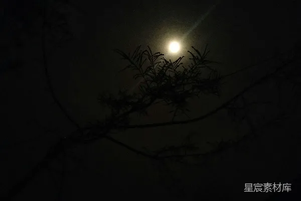 高清摄影 月夜下的树枝剪影