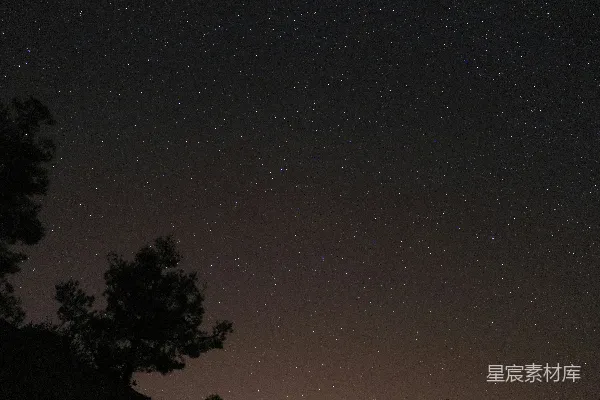 高清摄影 夜空中的星星与树影