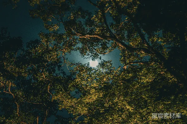 高清摄影 月光下的树梢