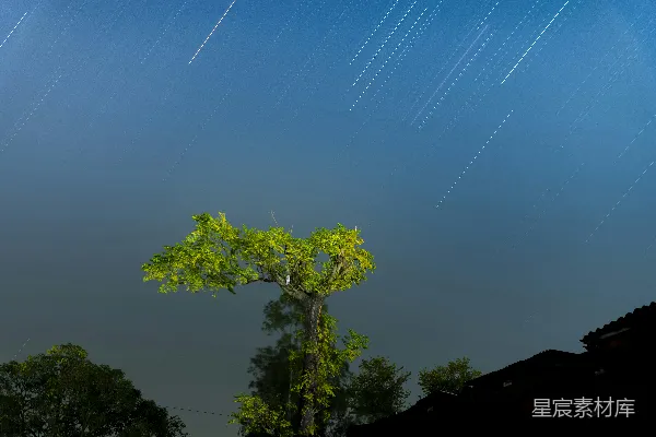 高清摄影 夜空下的古树与星轨