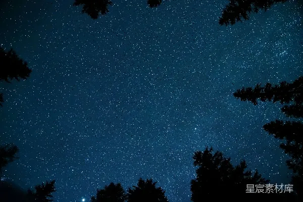 高清摄影 星空下的松林