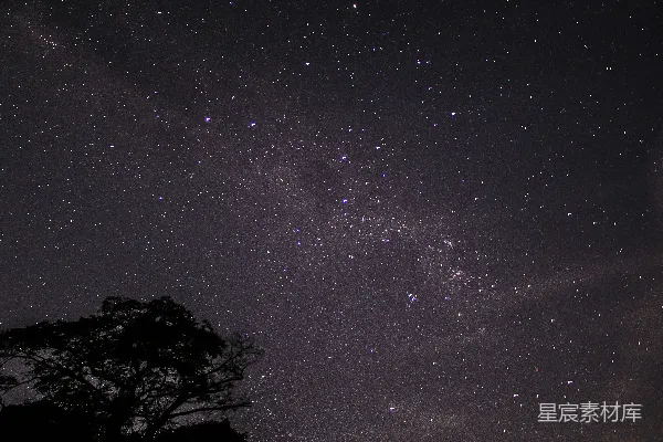 高清摄影 夜空下的繁星与树影