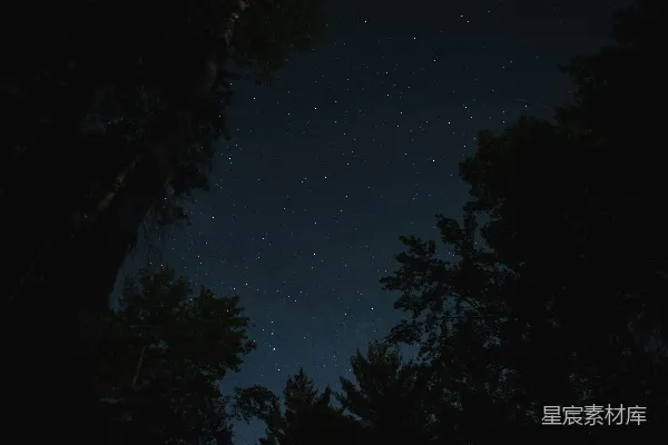 高清摄影 夜空下的树影