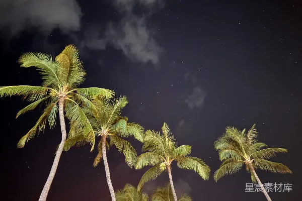 高清摄影 夜空下的椰子树