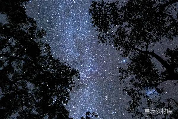 高清摄影 夜空下的树梢
