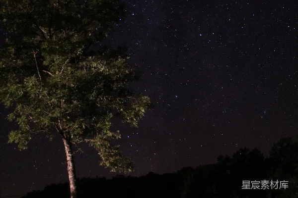 高清摄影 夜空下的孤树