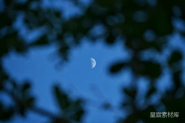 高清摄影 月夜下的树枝