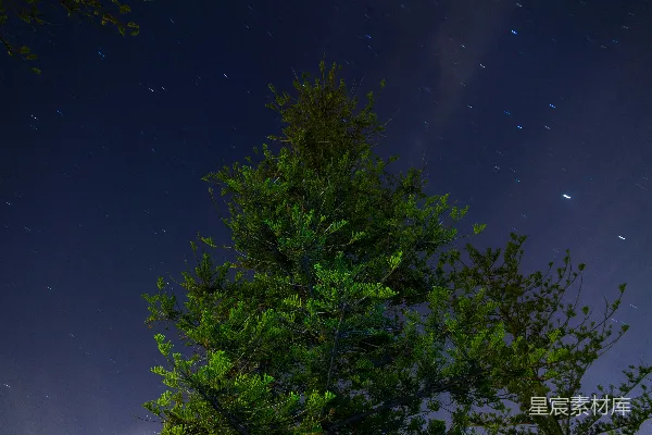 高清摄影 夜空下的松树