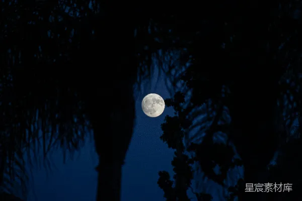 高清摄影 月夜下的树影