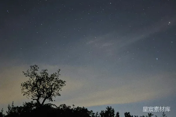高清摄影 夜空下的树影