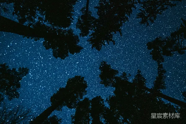 高清摄影 星夜下的森林剪影