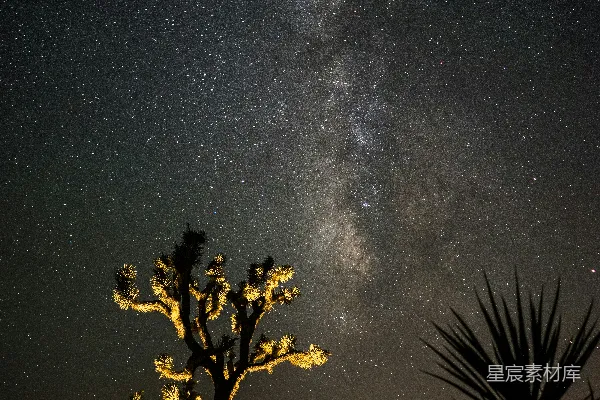 高清摄影 星夜下的沙漠植物