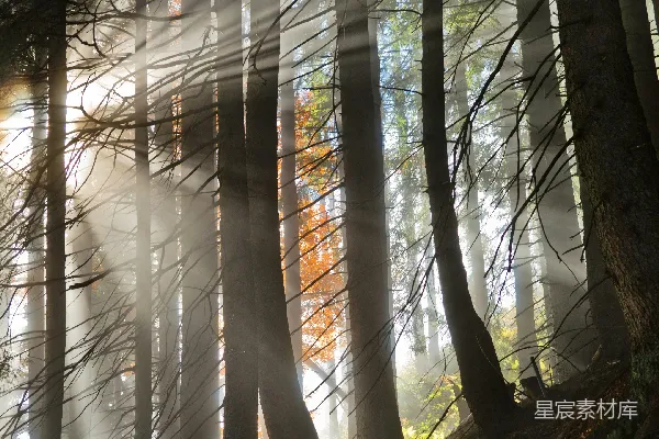 高清摄影 森林中的风光摄影，阳光穿过树林