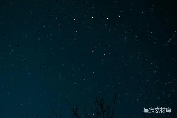 高清摄影 夜空下的树影