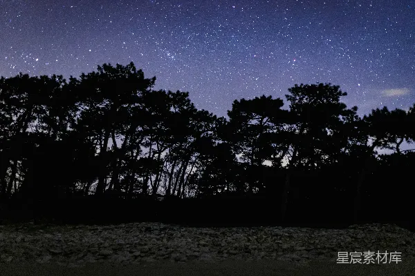 高清摄影 夜幕下的森林与星空