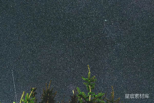 高清摄影 夜空下的松树
